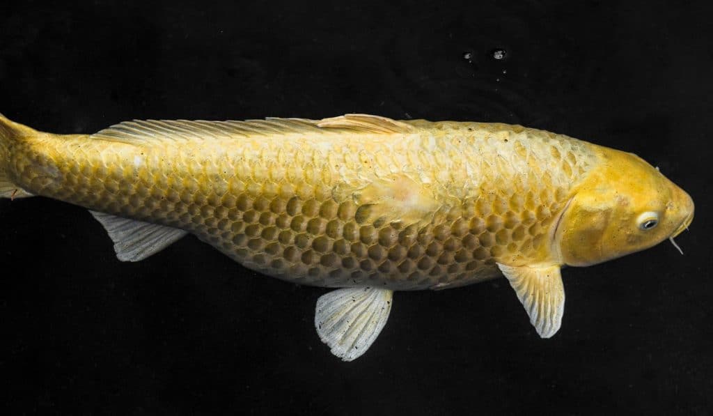 ฝันเห็นปลาทอง