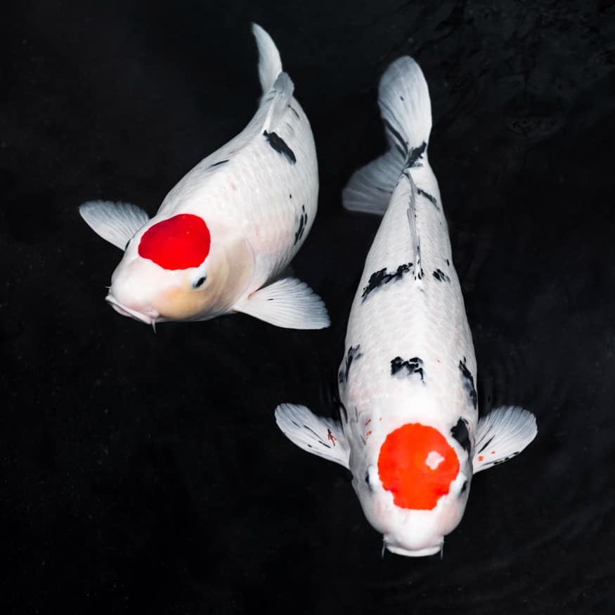 ฝันเห็นปลาเงิน