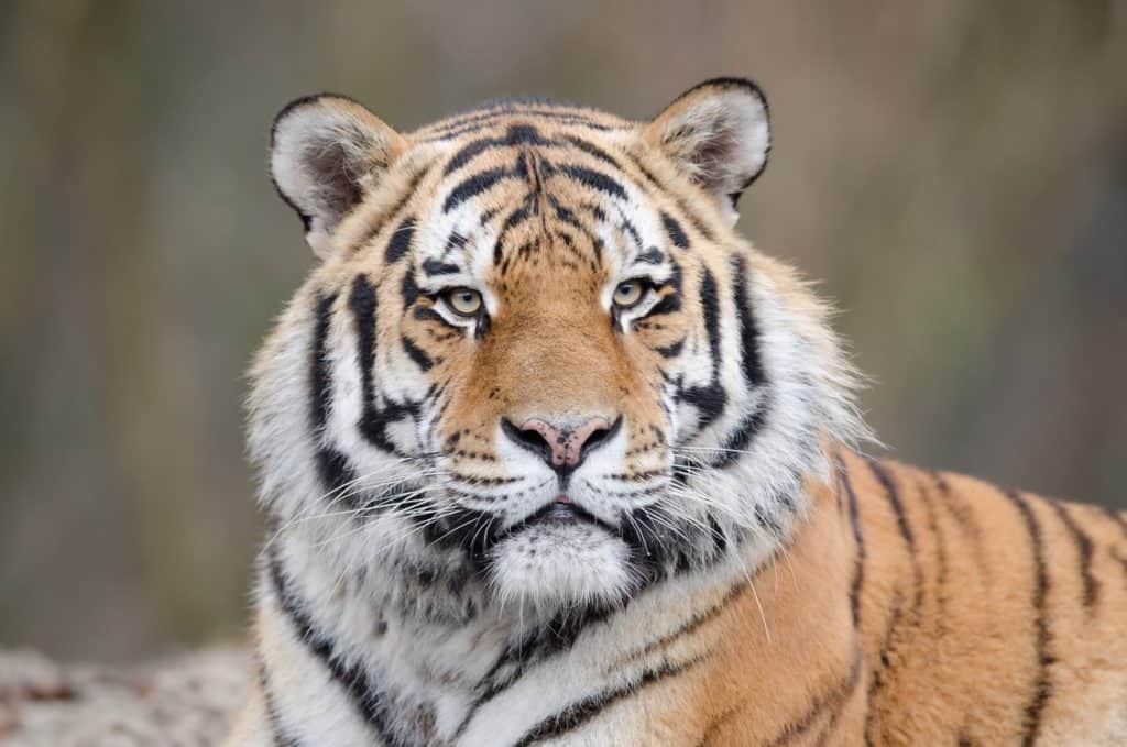 ฝันเห็นเสือ