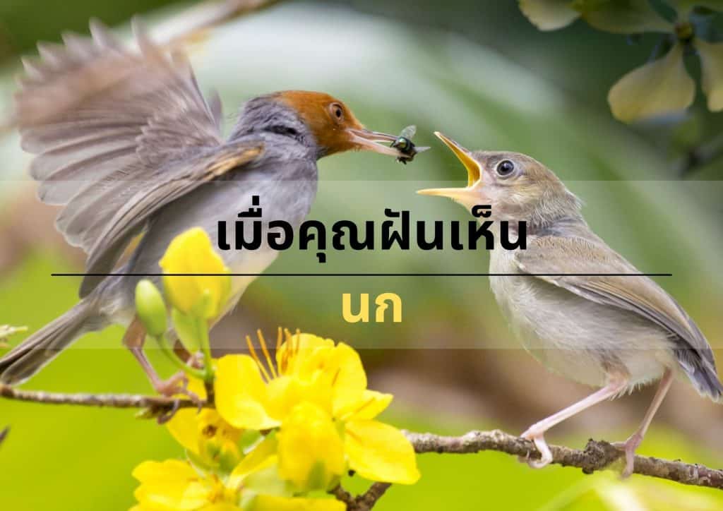 ฝันเห็นนก