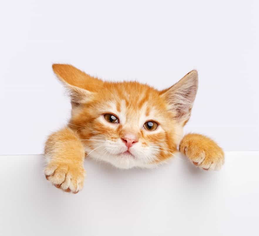 เปิด 10 อันดับสายพันธุ์แมวที่มีค่าตัวแพงที่สุดในโลก - Siam Tips