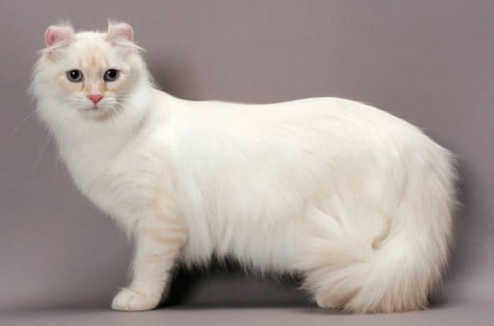 American Curl