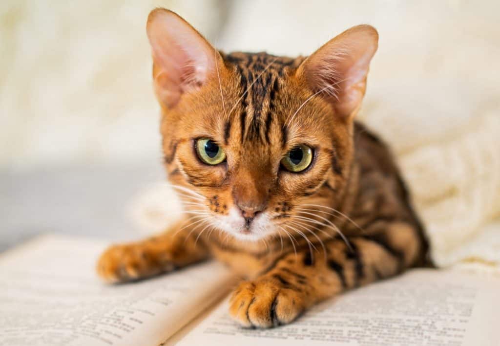 Bengal แมวพันธุ์เบงกอล