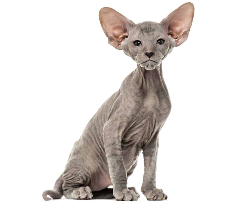 Peterbald