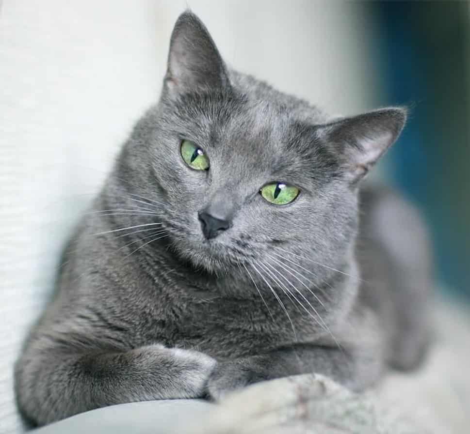 Russian Blue รัสเซียนบลู