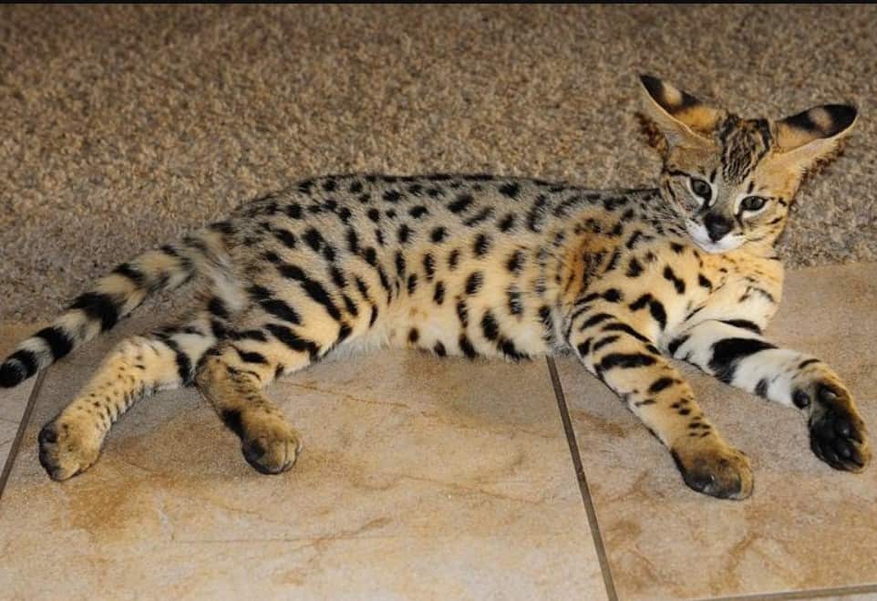 Savannah